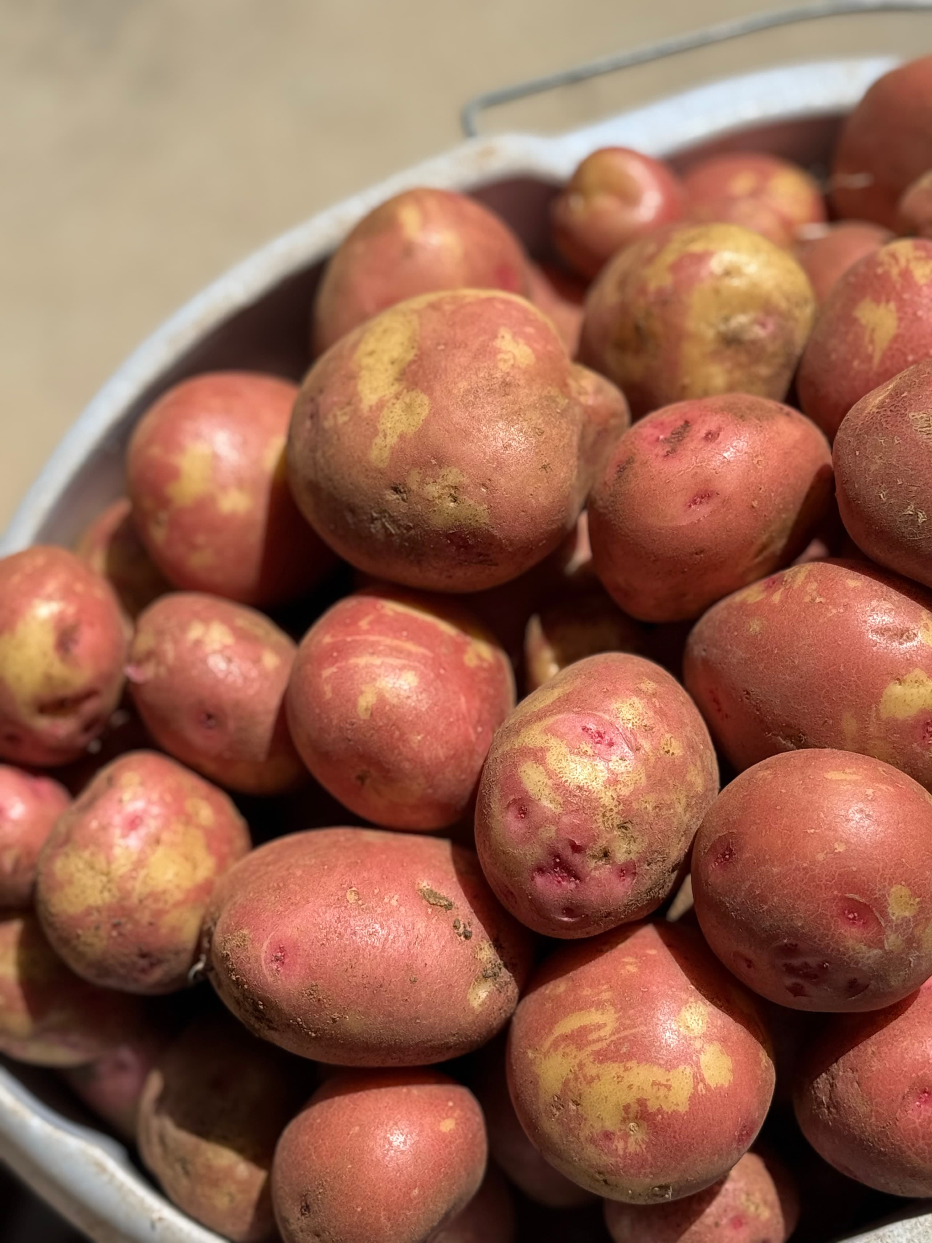 Canarian Potatoes from the Farm